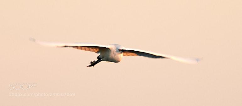 Canon EOS-1D X Mark II sample photo. 03-16-18-0007946.jpg photography