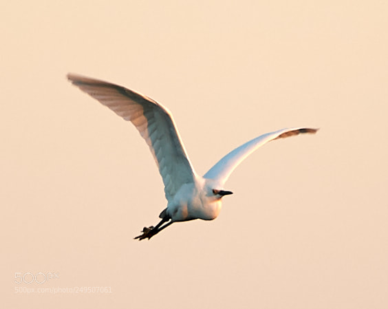 Canon EOS-1D X Mark II sample photo. 03-16-18-0007945.jpg photography
