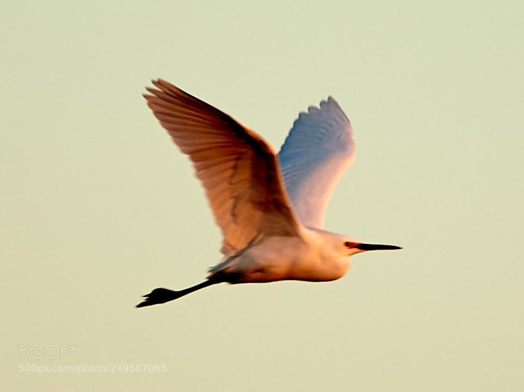 Canon EOS-1D X Mark II sample photo. 03-16-18-0007943.jpg photography