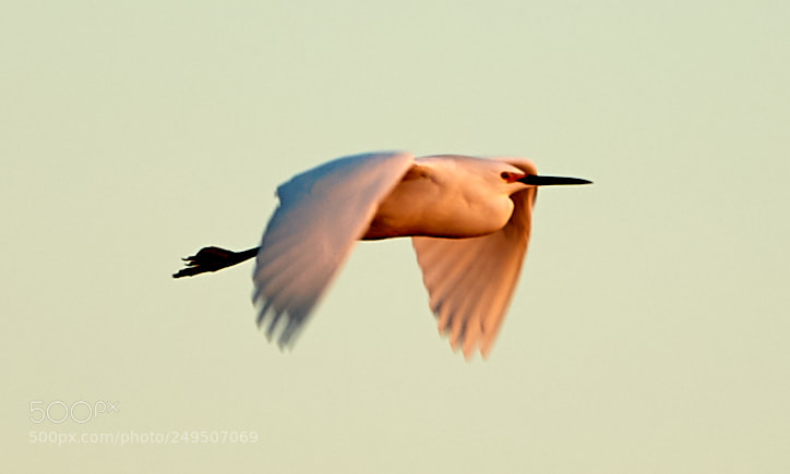 Canon EOS-1D X Mark II sample photo. 03-16-18-0007942.jpg photography