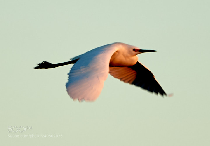 Canon EOS-1D X Mark II sample photo. 03-16-18-0007941.jpg photography