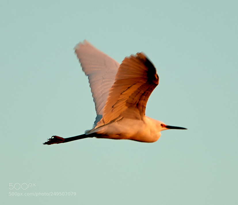 Canon EOS-1D X Mark II sample photo. 03-16-18-0007938.jpg photography