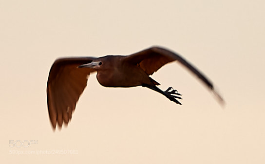 Canon EOS-1D X Mark II sample photo. 03-16-18-0007936.jpg photography