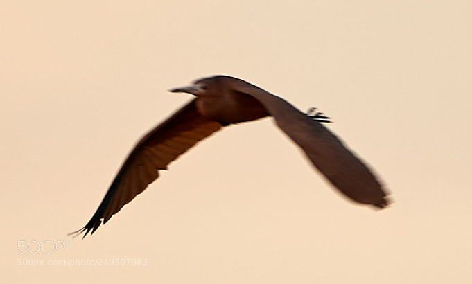 Canon EOS-1D X Mark II sample photo. 03-16-18-0007935.jpg photography