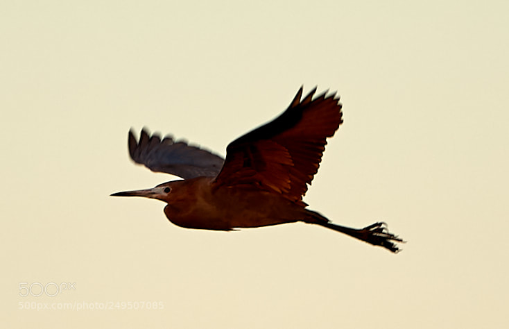 Canon EOS-1D X Mark II sample photo. 03-16-18-0007933.jpg photography