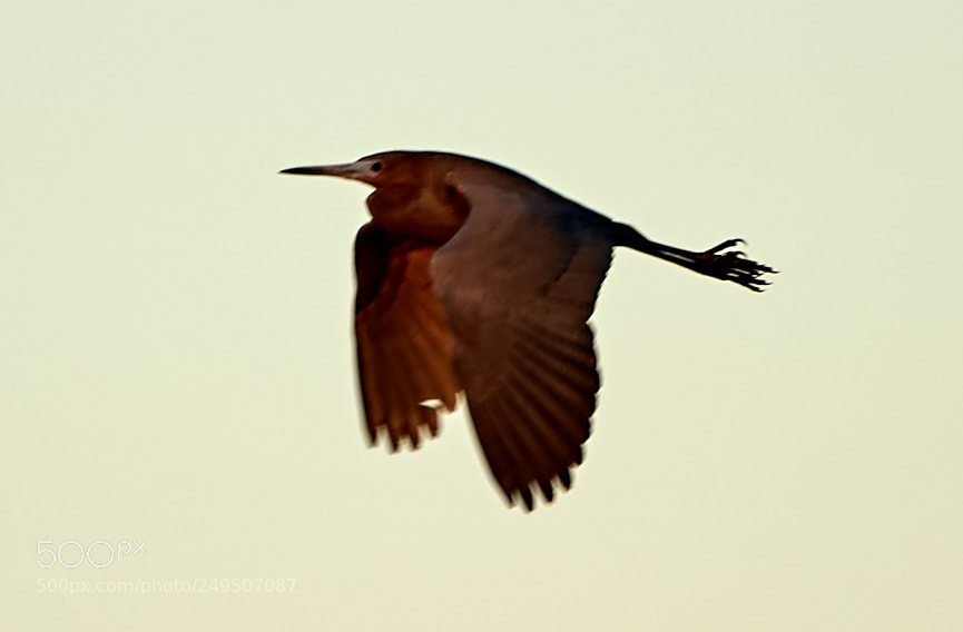 Canon EOS-1D X Mark II sample photo. 03-16-18-0007932.jpg photography