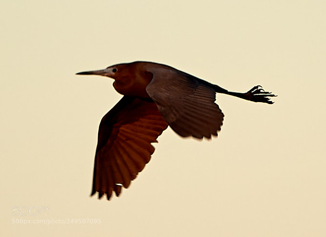 Canon EOS-1D X Mark II sample photo. 03-16-18-0007934.jpg photography