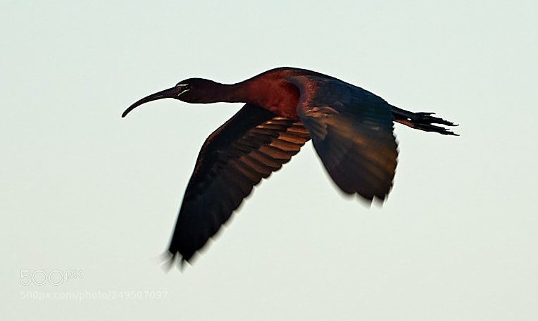 Canon EOS-1D X Mark II sample photo. 03-16-18-0007929.jpg photography
