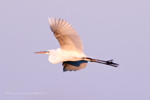 Canon EOS-1D X Mark II sample photo. 03-16-18-0007927.jpg photography