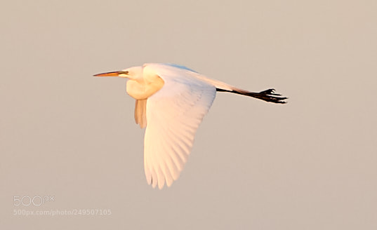 Canon EOS-1D X Mark II sample photo. 03-16-18-0007925.jpg photography