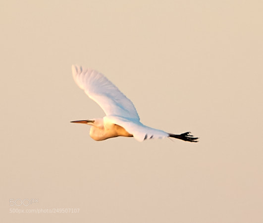 Canon EOS-1D X Mark II sample photo. 03-16-18-0007924.jpg photography