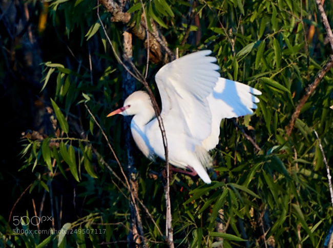 Canon EOS-1D X Mark II sample photo. 03-16-18-0007918.jpg photography