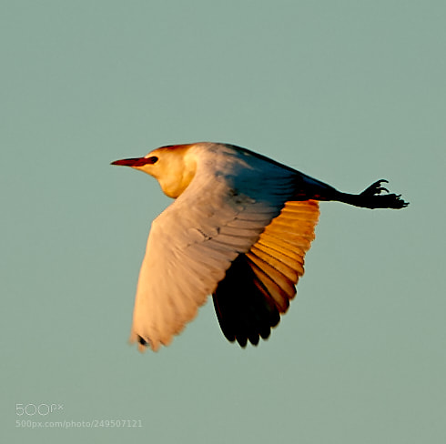 Canon EOS-1D X Mark II sample photo. 03-16-18-0007912.jpg photography