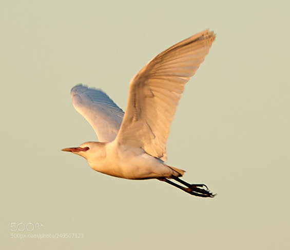 Canon EOS-1D X Mark II sample photo. 03-16-18-0007911.jpg photography