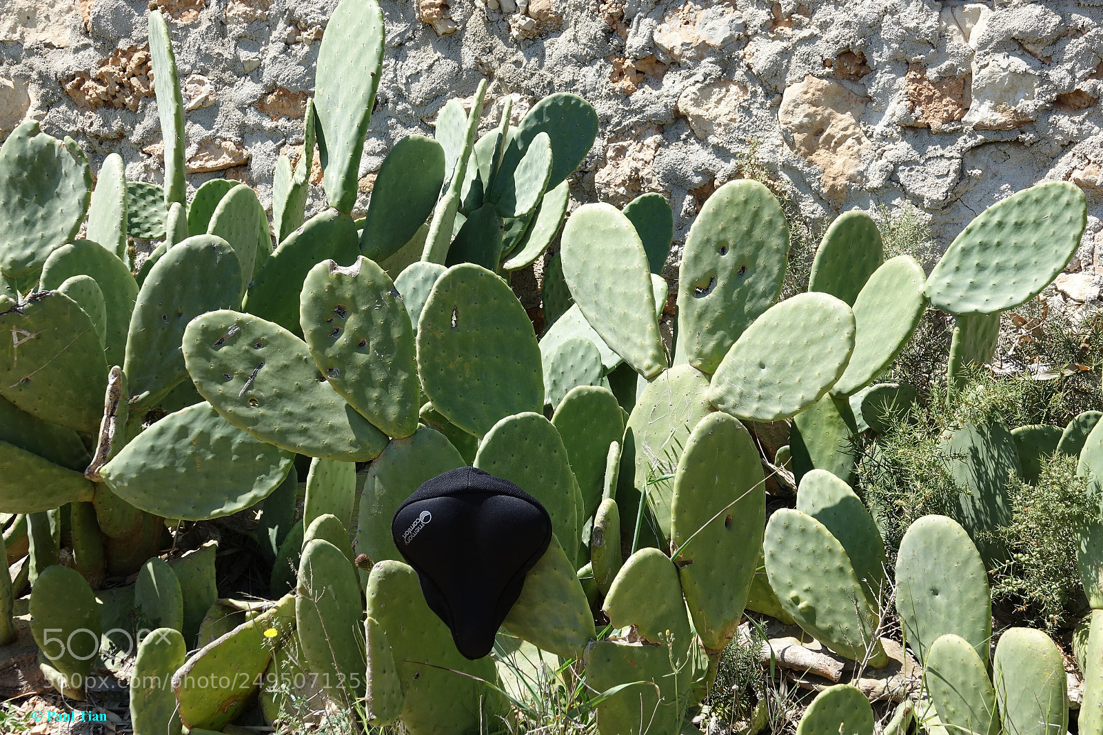 Sony Cyber-shot DSC-RX10 III sample photo. Saddle bike... cactus photography