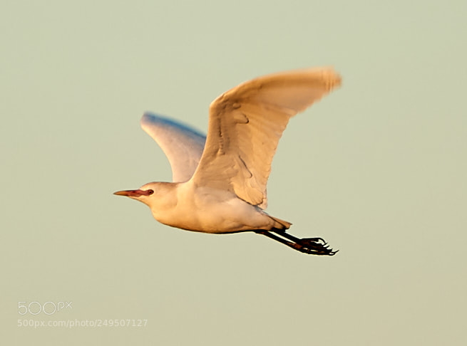 Canon EOS-1D X Mark II sample photo. 03-16-18-0007910.jpg photography