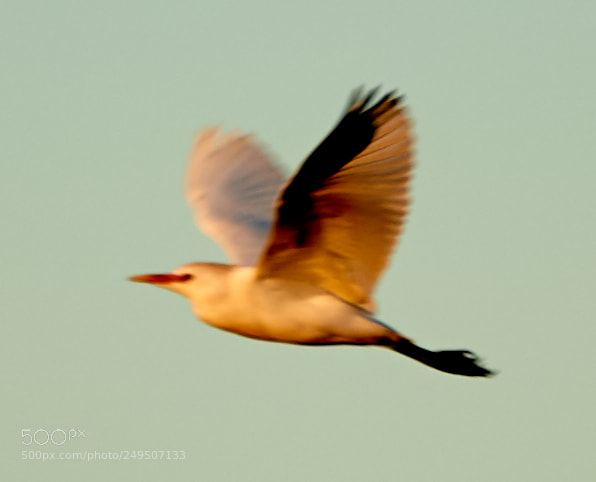 Canon EOS-1D X Mark II sample photo. 03-16-18-0007907.jpg photography