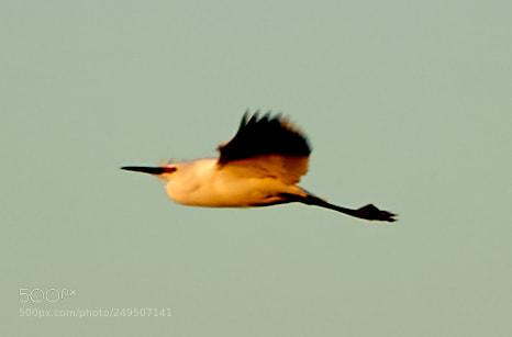 Canon EOS-1D X Mark II sample photo. 03-16-18-0007903.jpg photography