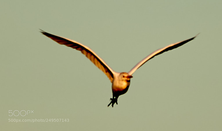 Canon EOS-1D X Mark II sample photo. 03-16-18-0007902.jpg photography