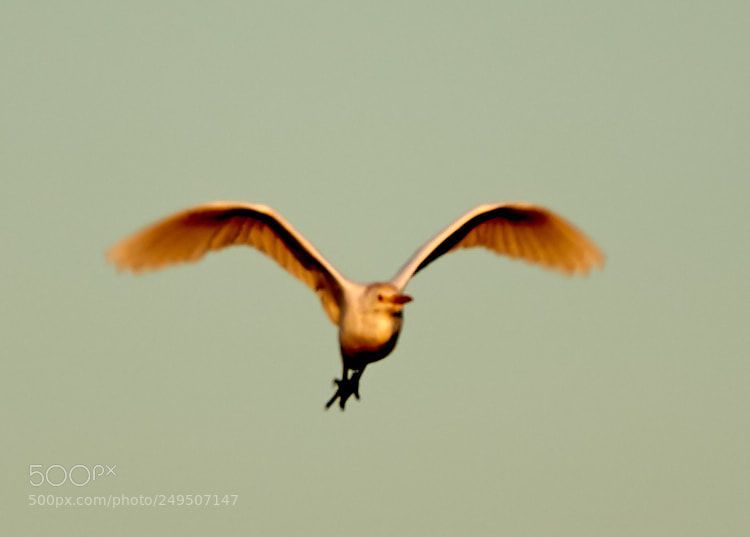 Canon EOS-1D X Mark II sample photo. 03-16-18-0007901.jpg photography
