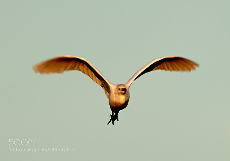 Canon EOS-1D X Mark II sample photo. 03-16-18-0007900.jpg photography