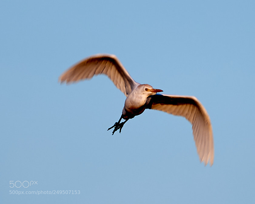 Canon EOS-1D X Mark II sample photo. 03-16-18-0007899.jpg photography