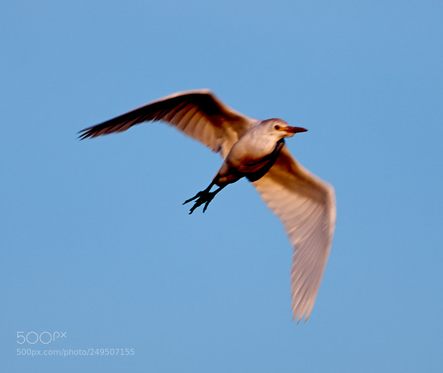 Canon EOS-1D X Mark II sample photo. 03-16-18-0007898.jpg photography