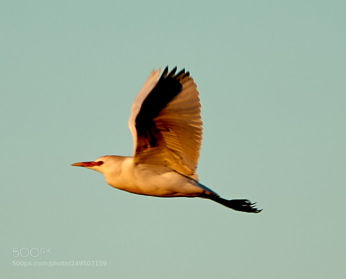 Canon EOS-1D X Mark II sample photo. 03-16-18-0007905.jpg photography