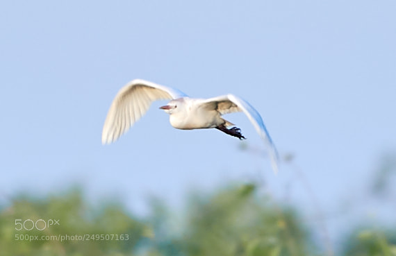 Canon EOS-1D X Mark II sample photo. 03-16-18-0007882.jpg photography