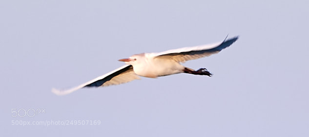 Canon EOS-1D X Mark II sample photo. 03-16-18-0007881.jpg photography