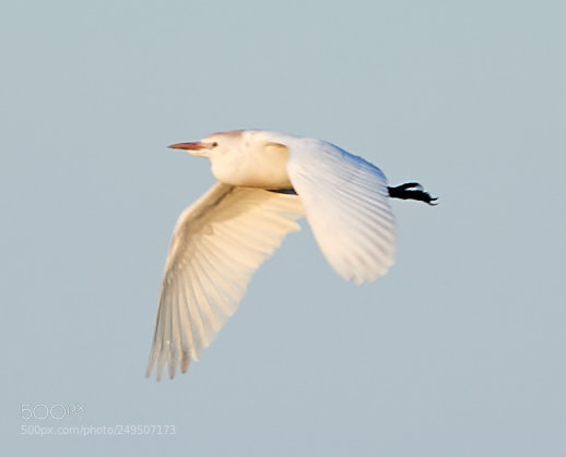 Canon EOS-1D X Mark II sample photo. 03-16-18-0007880.jpg photography