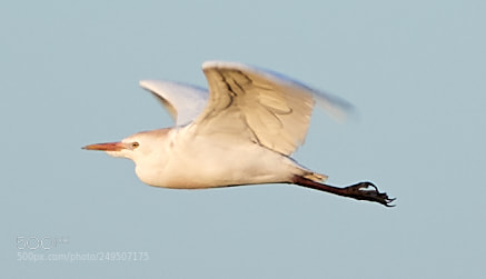 Canon EOS-1D X Mark II sample photo. 03-16-18-0007879.jpg photography