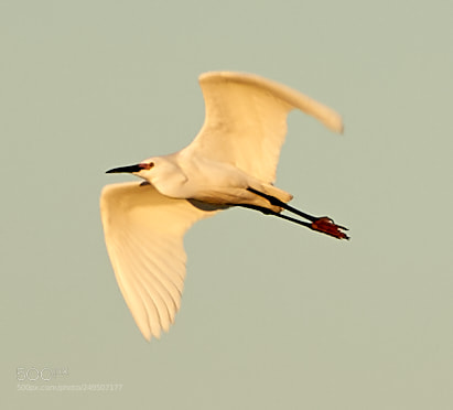 Canon EOS-1D X Mark II sample photo. 03-16-18-0007874.jpg photography