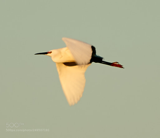 Canon EOS-1D X Mark II sample photo. 03-16-18-0007873.jpg photography