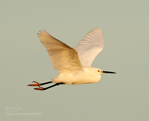 Canon EOS-1D X Mark II sample photo. 03-16-18-0007871.jpg photography