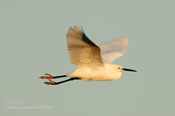 Canon EOS-1D X Mark II sample photo. 03-16-18-0007870.jpg photography