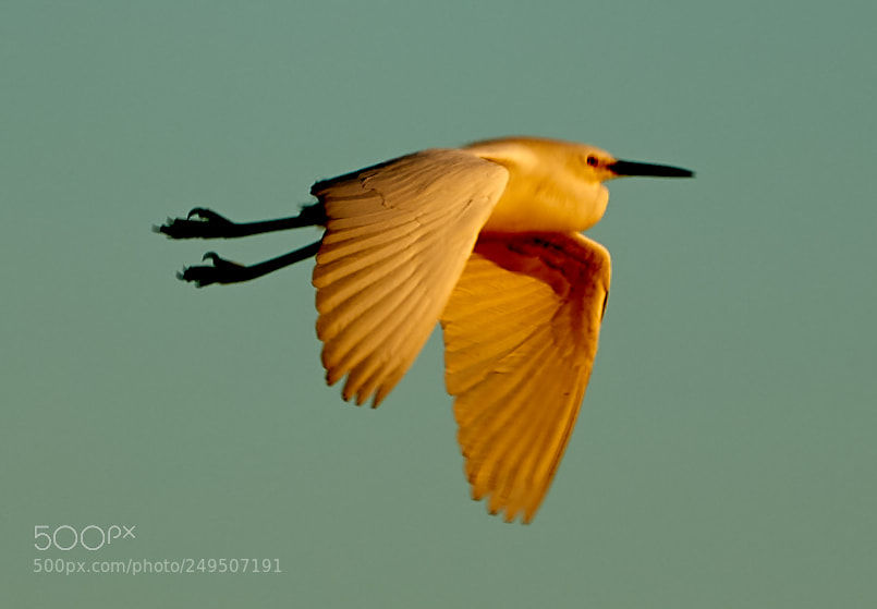 Canon EOS-1D X Mark II sample photo. 03-16-18-0007867.jpg photography