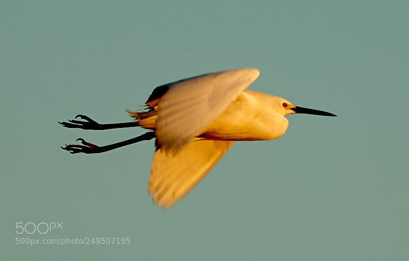 Canon EOS-1D X Mark II sample photo. 03-16-18-0007866.jpg photography
