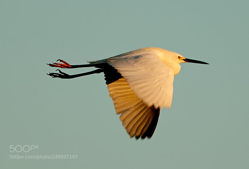 Canon EOS-1D X Mark II sample photo. 03-16-18-0007865.jpg photography
