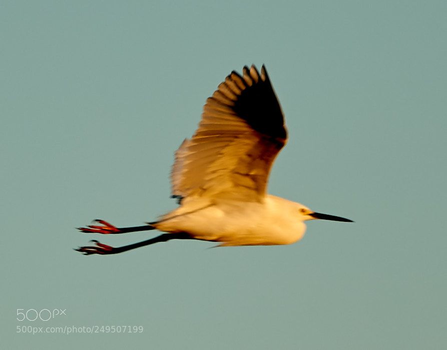 Canon EOS-1D X Mark II sample photo. 03-16-18-0007864.jpg photography