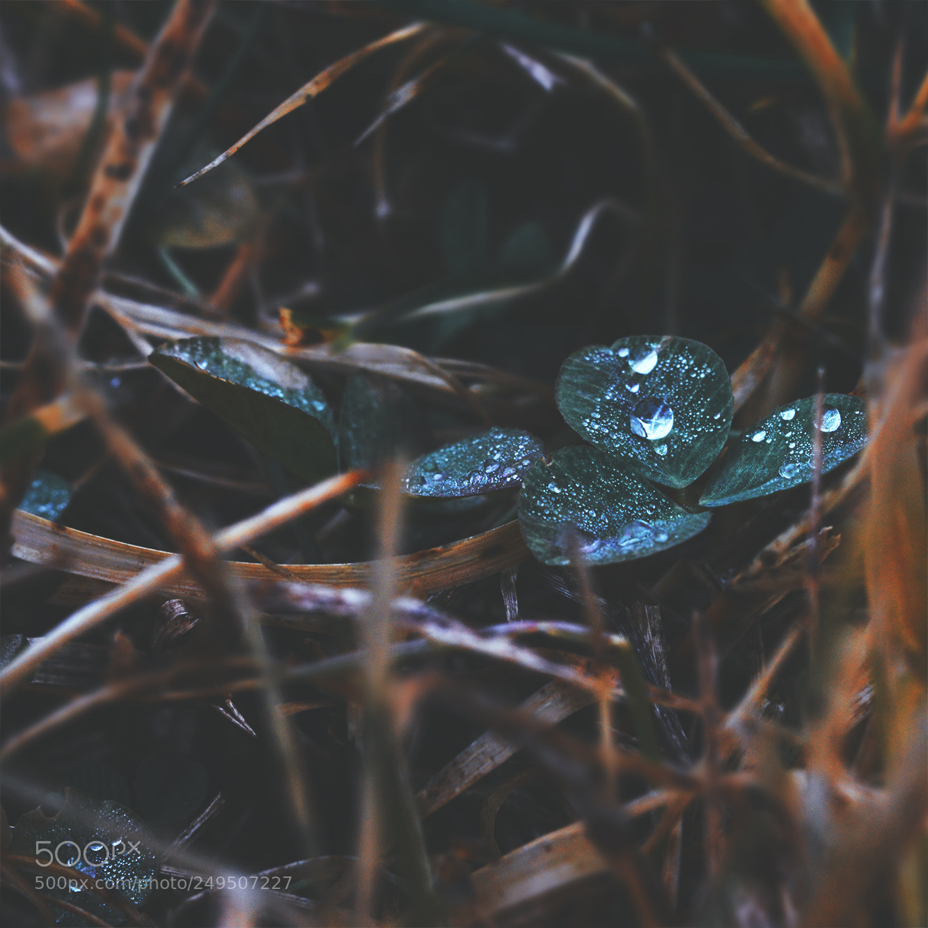 Nikon D3200 sample photo. Tears photography