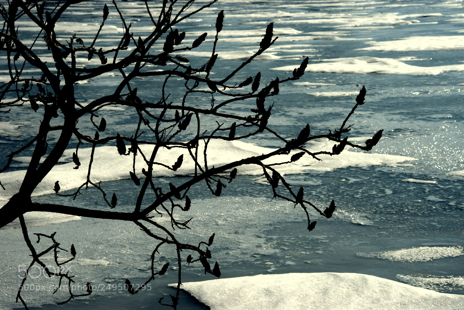 Sony a7 sample photo. Sumaq in winter photography
