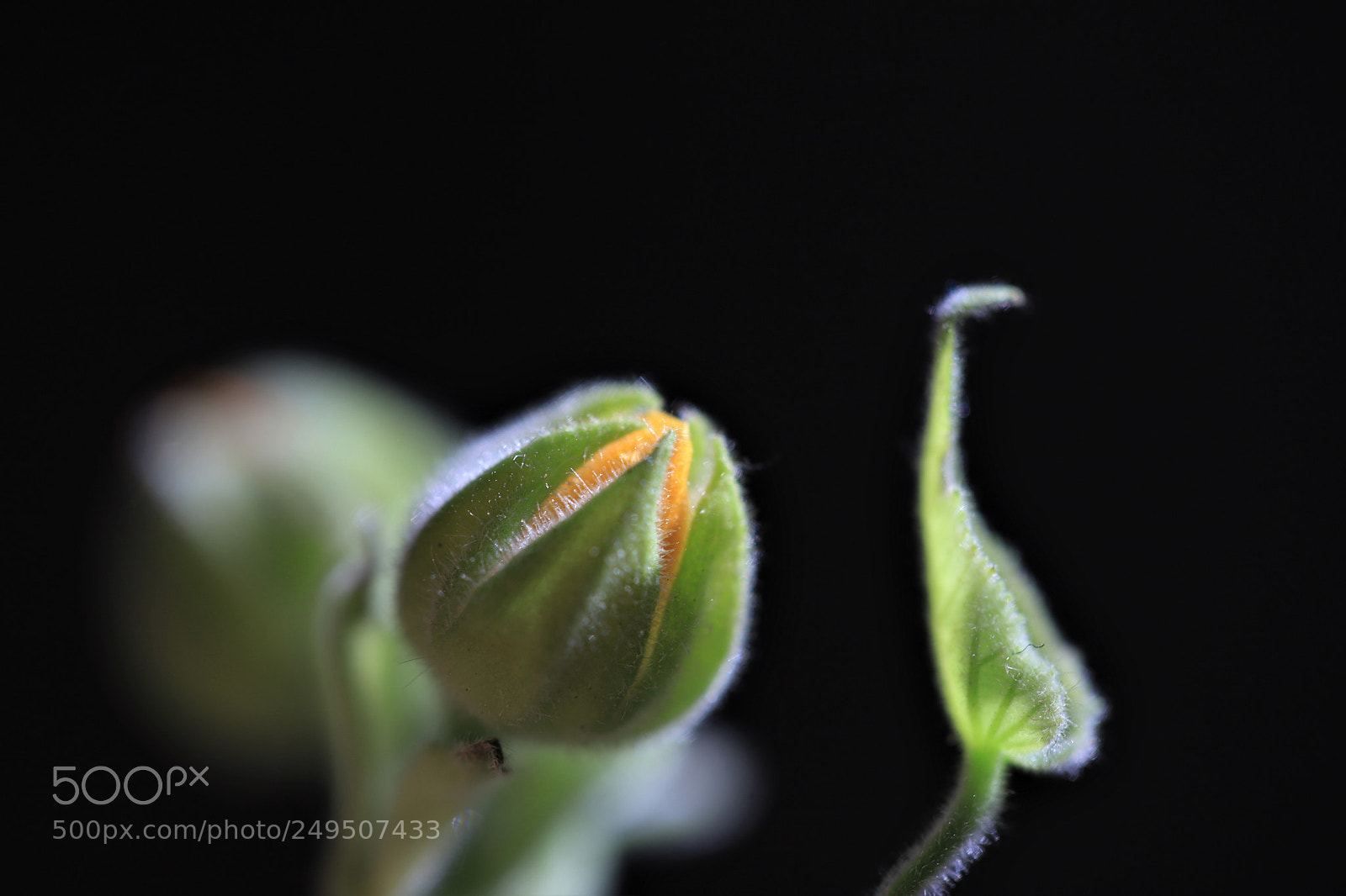 Canon EOS 6D Mark II sample photo. Growing out of the photography