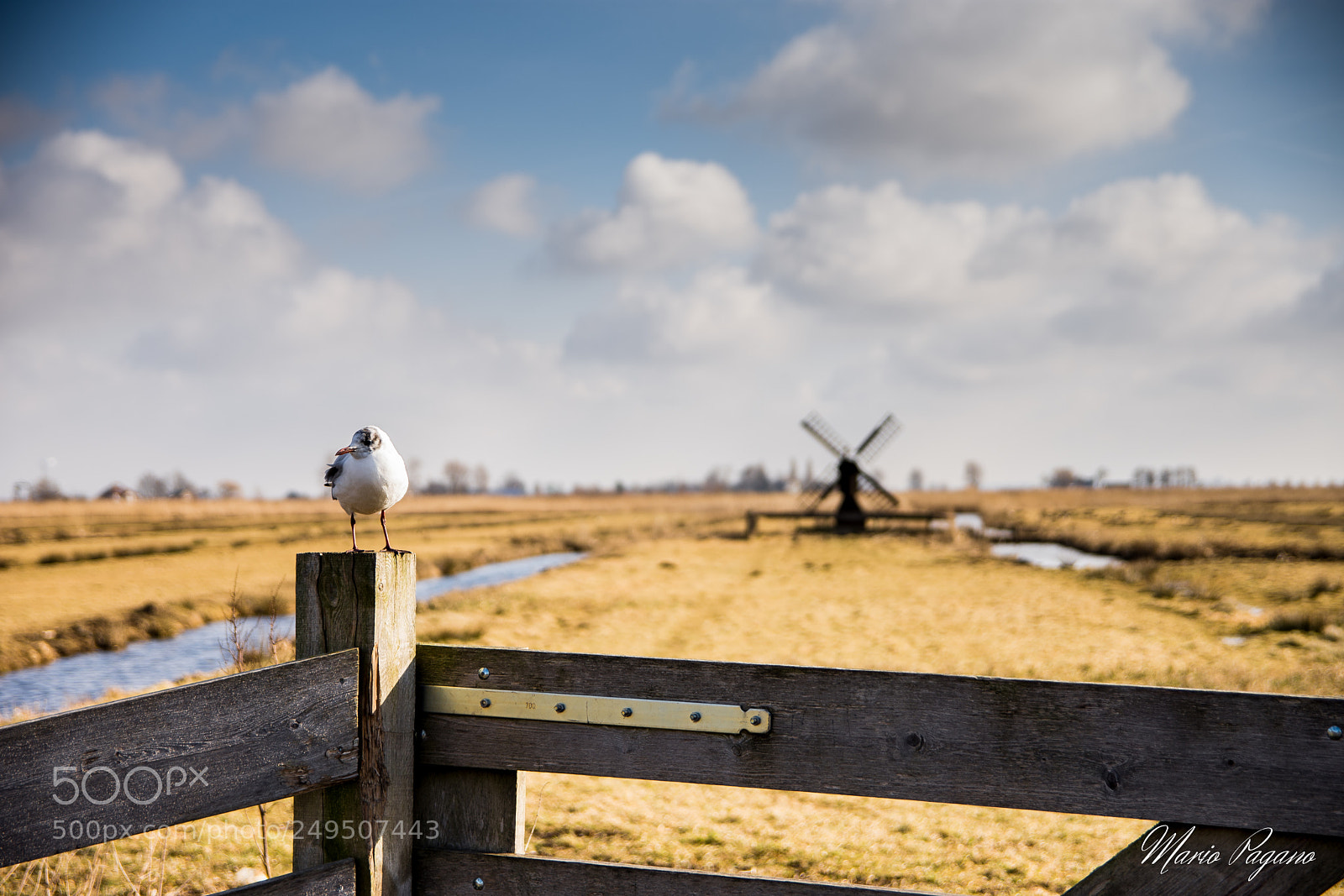 Nikon D7200 sample photo. Zaanse schans, holland photography