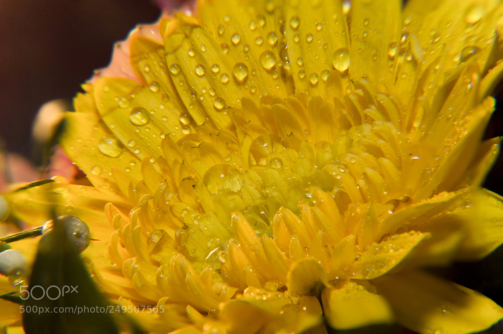 Canon EOS 60D sample photo. Yellow beauty photography