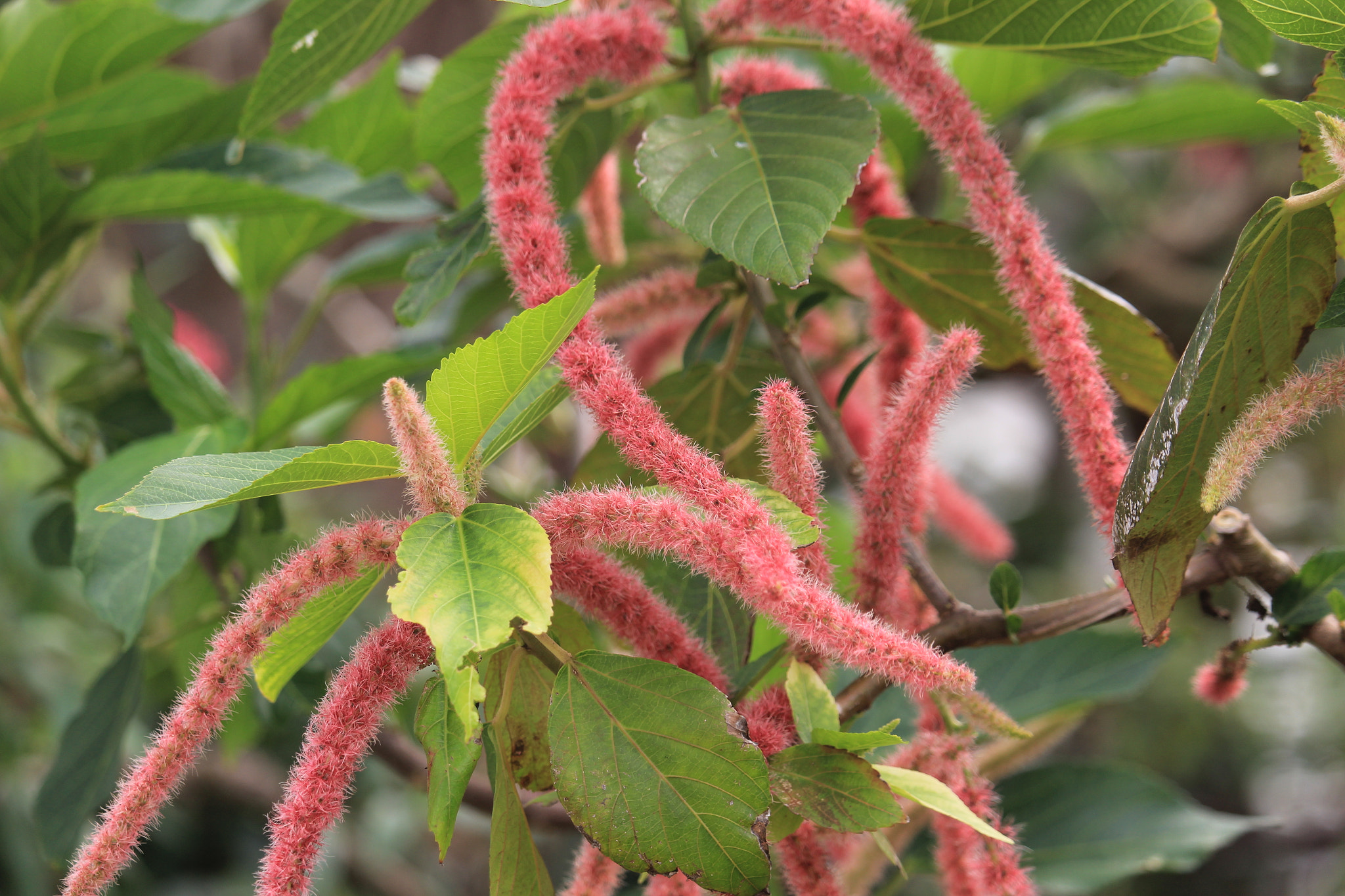 Canon EF-S 55-250mm F4-5.6 IS STM sample photo. Img photography