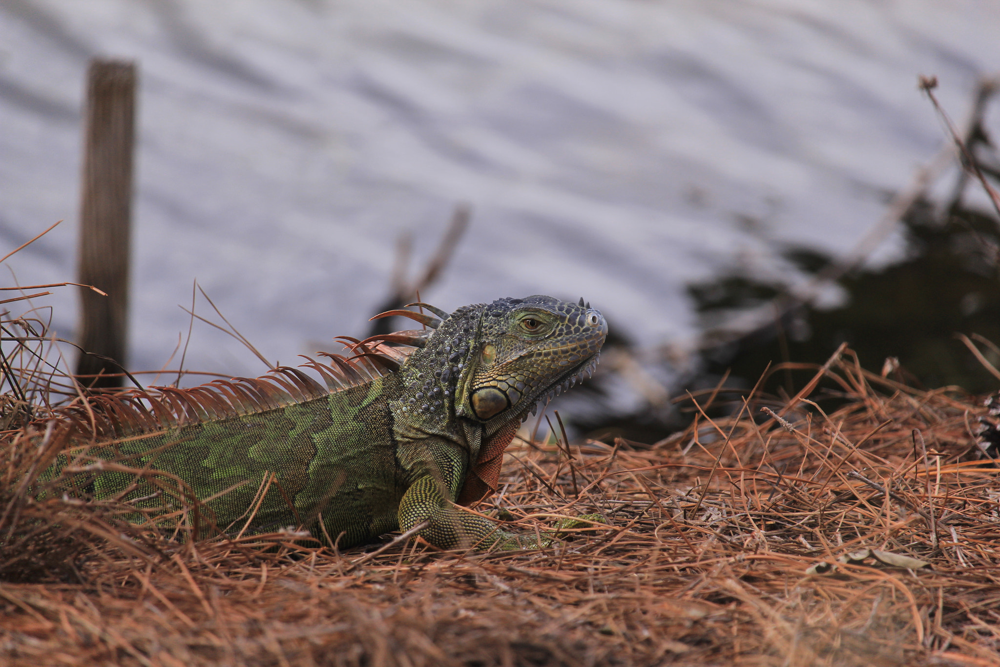 Canon EF-S 55-250mm F4-5.6 IS STM sample photo. Img photography