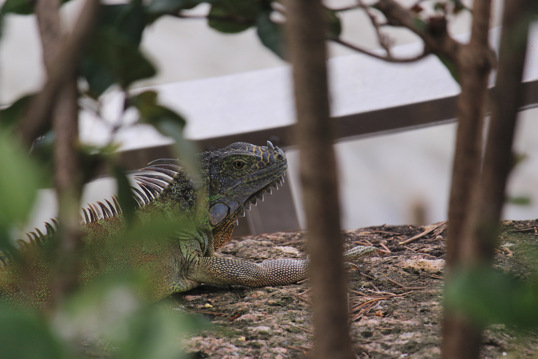 Canon EF-S 55-250mm F4-5.6 IS STM sample photo. Img photography