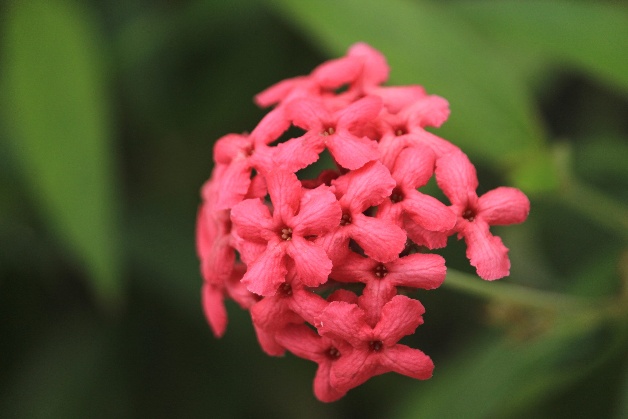 Canon EF-S 55-250mm F4-5.6 IS STM sample photo. Img photography