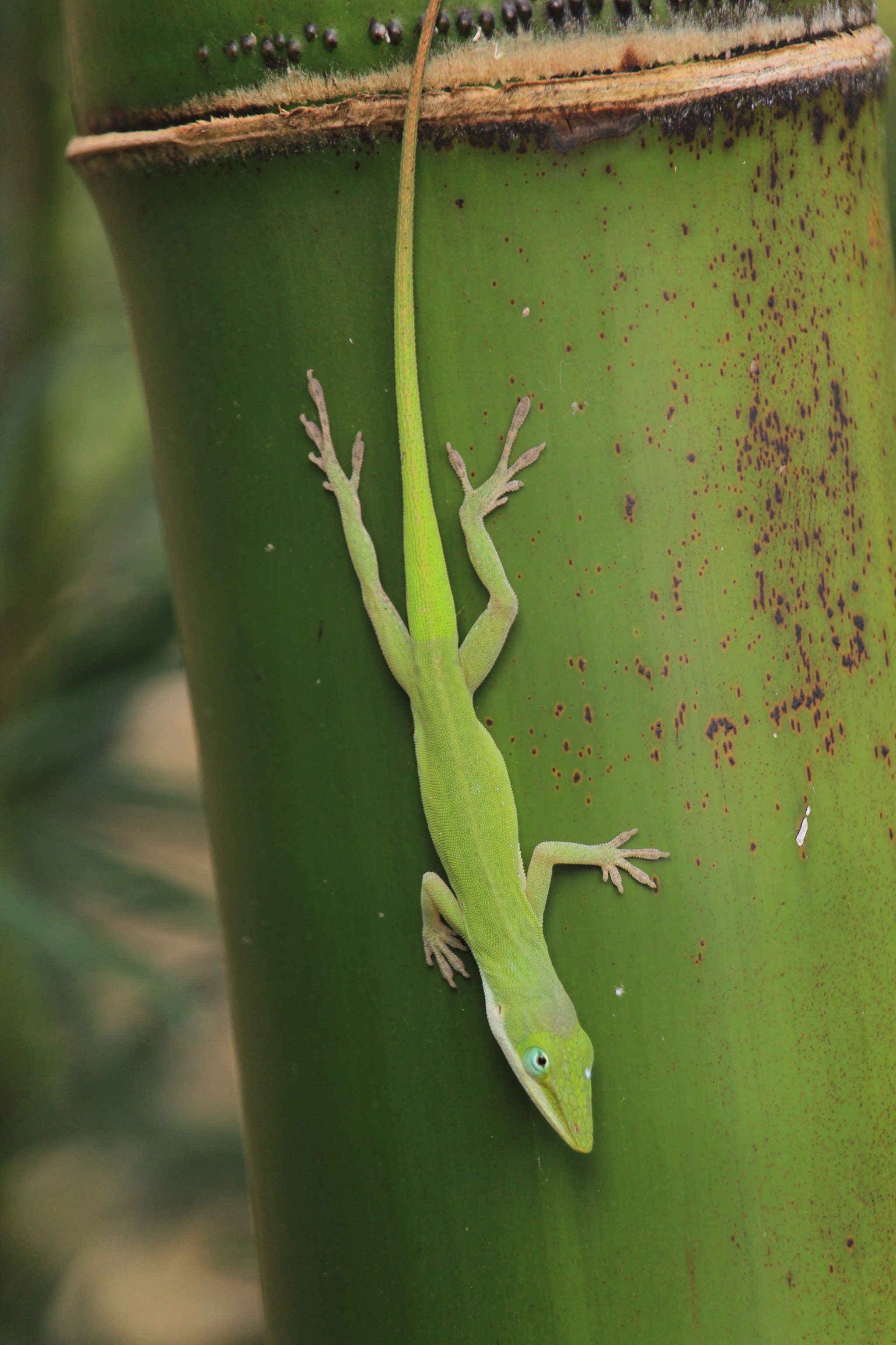Canon EF-S 55-250mm F4-5.6 IS STM sample photo. Img photography